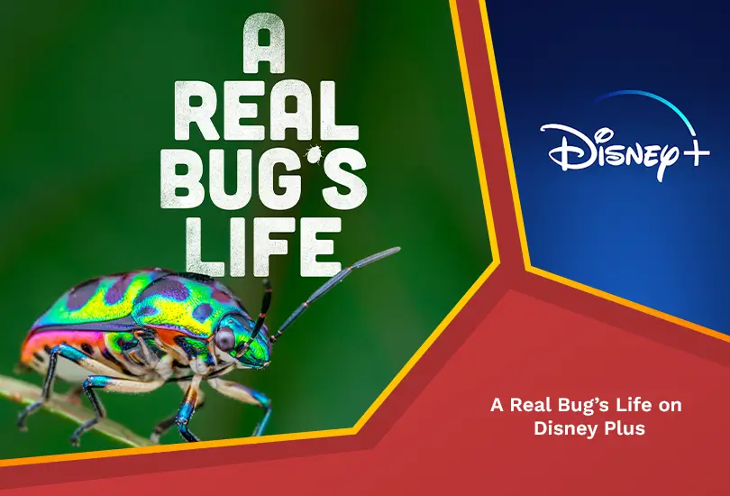 a real bug's life on Disney Plus